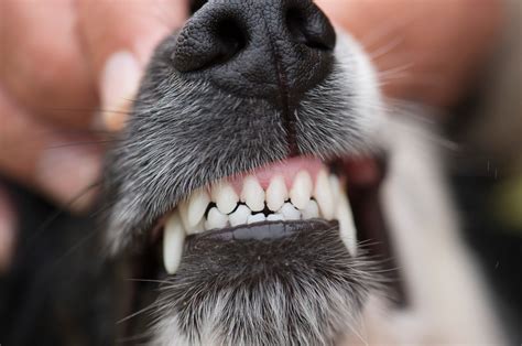 Supernumerary Teeth In Dogs