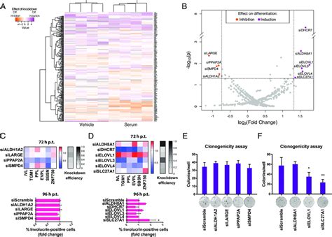 SiRNA Mediated Knockdown Of Lipid Modifying Enzymes Can Affect