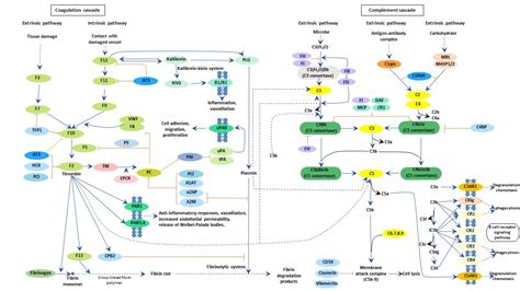 补体信号通路signaling Pathway 武汉华美生物