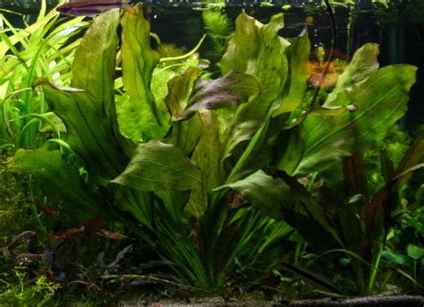 Best Red Aquarium Plants That Can Add Color To Your Tank