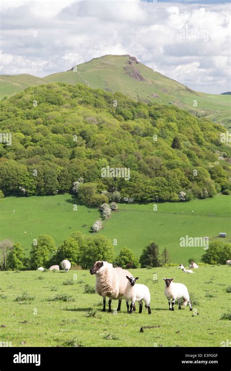 Sheep Grazing On The Shropshire Hills With Caer Caradoc Hill In The