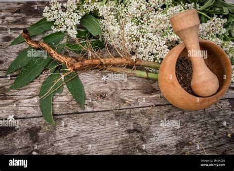 Anciano herbáceo una planta medicinal utilizada para tratar el