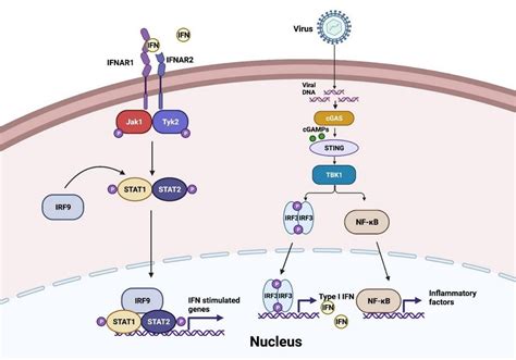 Frontiers The Regulatory Network Of Cyclic GMP Synthase Stimulator