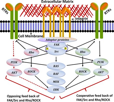 Cross Talk Of Fak Src Rho Rock And Mapk Signalling In The