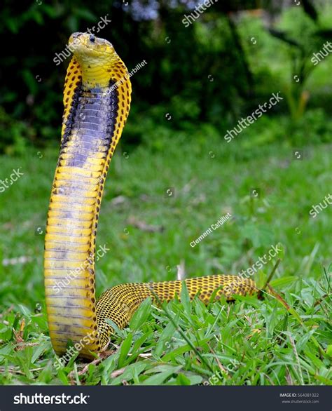 Naja Samarensis Endemic Cobra Philippines Bohol Foto Stok 564081022