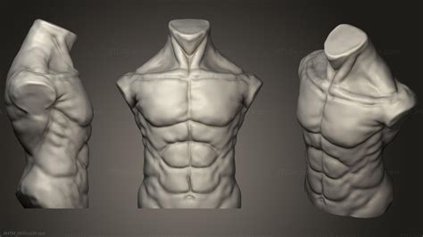 Anatomy Of Skeletons And Skulls Male Torso ANTM 0870 3D Stl Model