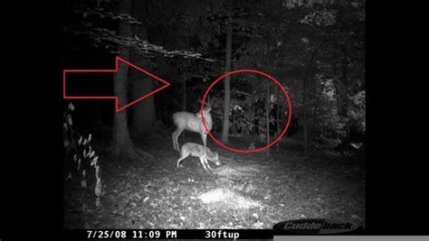 Real Werewolf Sightings