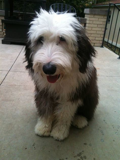 My Old English Sheepdog Before And After His Haircut • Raww English