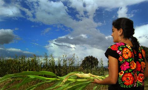 Mexicos Corn Heritage Eroded By Free Trade And Food Speculation