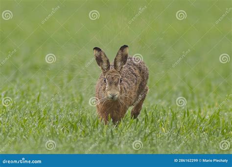 One Brown Hare Lepus Europaeus Runs Across A Wet Green Field In The