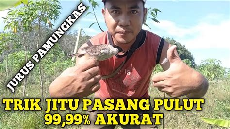 Cara Pasang Pulut Yang Benar Untuk Burung Kutilang Yang Tau Dengan