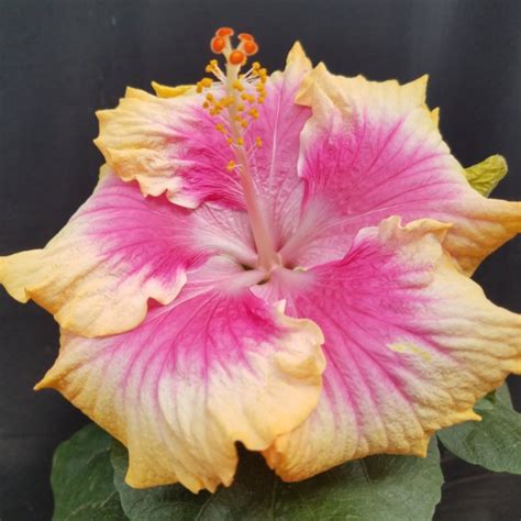 Hibiscus Breeding At The Texas Aandm Agrilife Center Vernon Texas Aandm Agrilife Research And