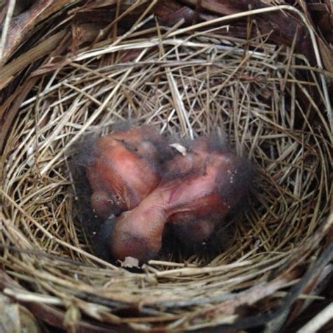 Northern Cardinal Project Noah