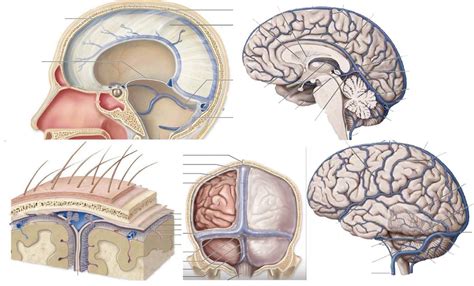 Table 8 Cranial Meninges And Spaces Cranial Dural Septa Diagram Quizlet