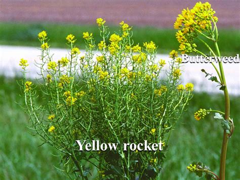 Small Yellow Flower Weed Texas Clarence Mcvey