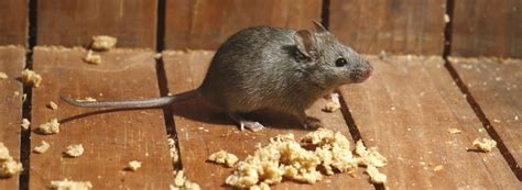 How To Prevent Mice Rentokil Pest Control Ireland