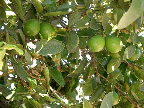 Lime Tree Pictures Images Photos And Facts On Lime Trees