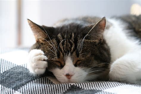 Sleeping Cat Royalty Free Photo