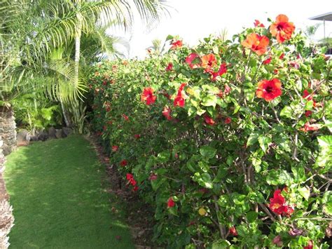 Picasa Web Albums Ralph Hibiscus Plant Tropical Landscaping Hibiscus Garden