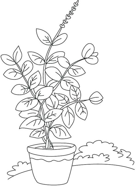 Parts Of A Plant Coloring Page At Free Printable