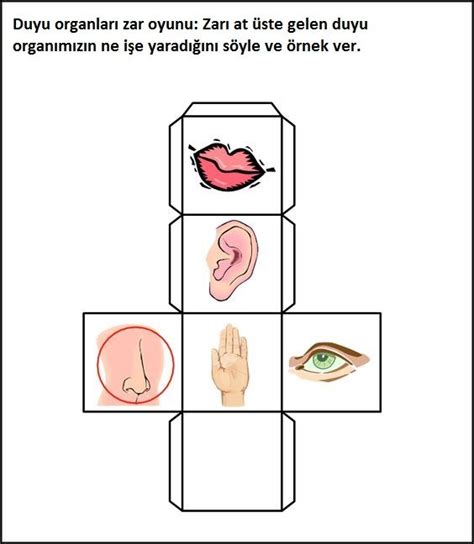 üretenöğretmen Adlı Kullanıcının 5 Duyu Organı Panosundaki Pin Okul