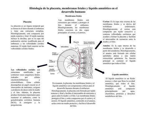 Histolog A De La Placenta Membranas Fetales Y L Quido Amni Tico