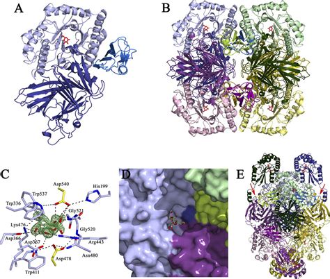 Galactosidase Sucrose Kinase Agask A Novel Bifunctional Enzyme