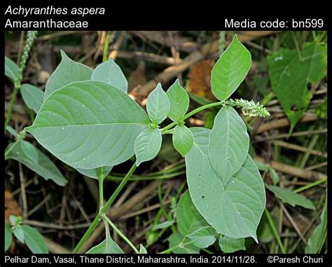 Achyranthes Aspera Butterfly