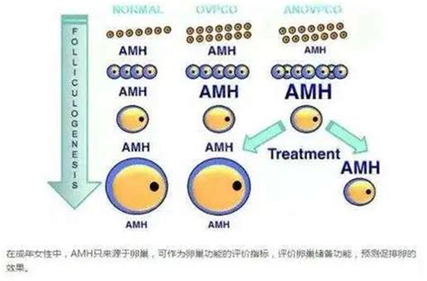 Amh11生育指南，解读amh正常值范围、试管怀孕成功几率 名医在线