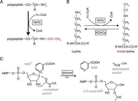 Schematic Overview Of Acetylation And Deacetylation Download Scientific Diagram