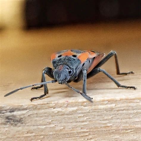 Lygaeus Kalmii Ssp Kalmii Small Milkweed Bug 10 000 Things Of The