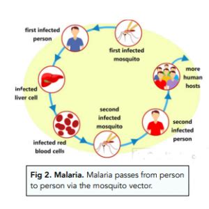 Types Of Diseases Fungal And Protist Diseases GCSE Biology Study Mind