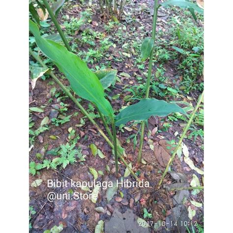 Jual Bibit Kapulaga Hibrida Dan Lokal Shopee Indonesia