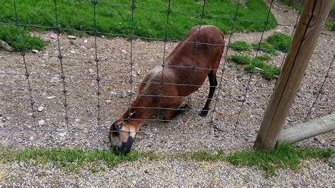 Ziege Beim Nachbarn ist das Gras immer grüner Goat The grass is