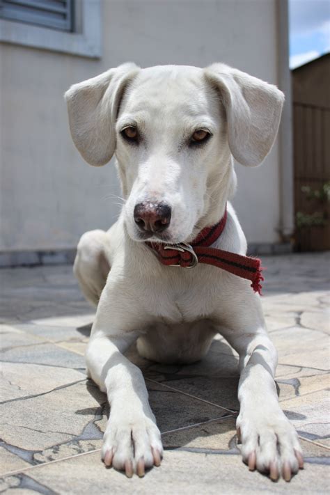 Free Images White Puppy Bug Vertebrate Labrador Retriever