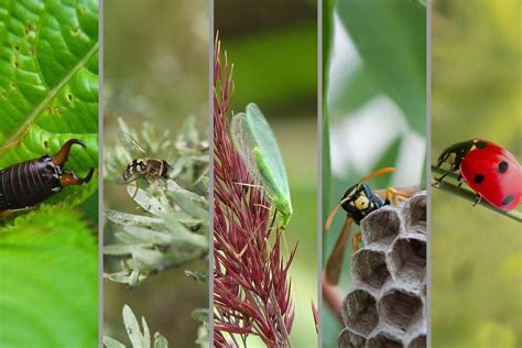 Beneficial Insects That Enrich And Protect The Garden Gardeninguru