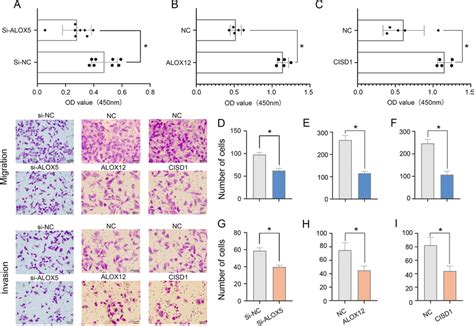 The Function Of Signature Genes In PAAD Cells Reduce ALOX5 Expression