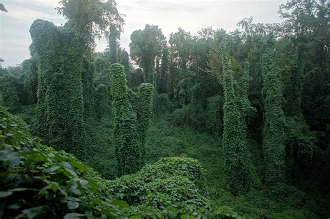 The Day of the Kudzu ~ Kuriositas
