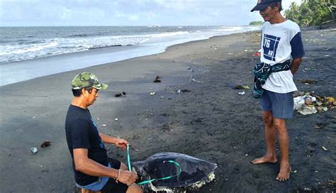 Nusabali Bangkai Penyu Terdampar Di Pantai Perancak