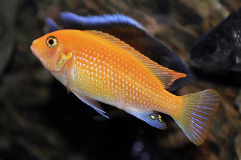 Male Red Zebra Cichlid