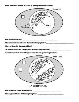 Mitosis Diagram Worksheet - Guided Inquiry-Based by Chemistry Wiz