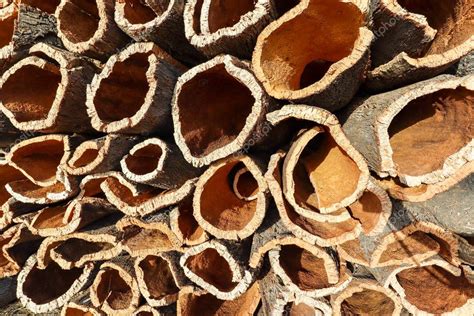 Corteza De Alcornoque Cosechada Del Tronco De Alcornoque Quercus Suber