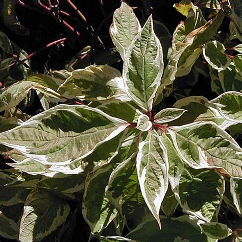 Compact Variegated Dogwood Big Leaf Hydrangea Summer Plants Shrubs