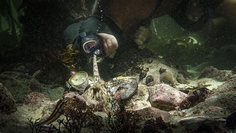 'My Octopus Teacher' Star Craig Foster Helped Discover Over 100 New Species as a Freediving ...