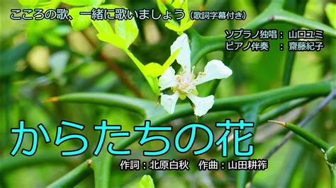 からたちの花 （歌詞字幕付き） ソプラノ独唱 山口ユミ Youtube