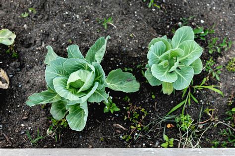 Cabbage Plant How To Grow Care For And Harvest Cabbages