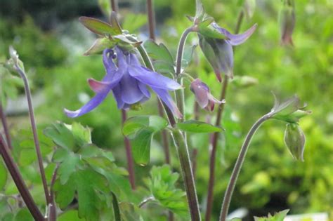 Alpenakelei Aquilegia Alpina Schob Baumschule