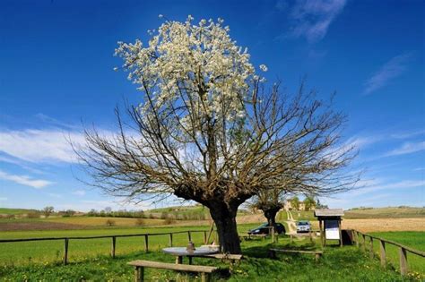 Potatura Del Ciliegio I Consigli Per Farla Nel Modo Giusto Ohga