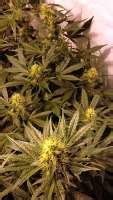 Northern Lights X Haze Sensi Seeds Galerie Des Vari T S Page No