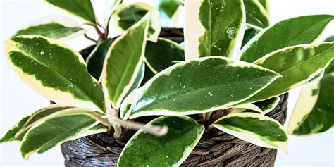 How To Care For Hoya Plants Platt Hill Nursery Blog Advice